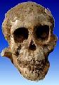 SelamAustralopithecus