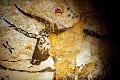 Lascauxi barlangrajzok - a-nagyszarvu-bika
